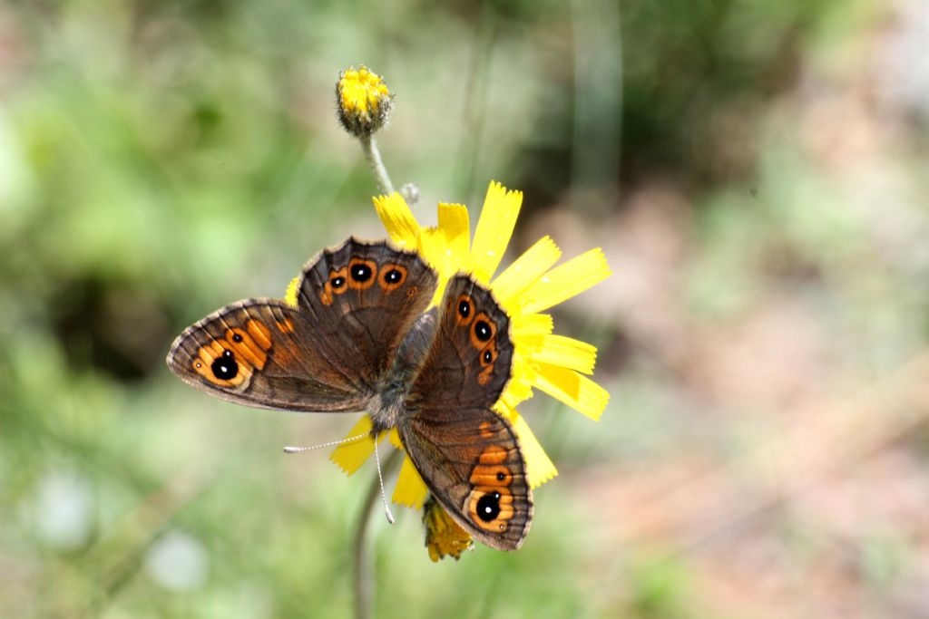 Lasiommata petropolitana, questa volta non ci sono dubbi!